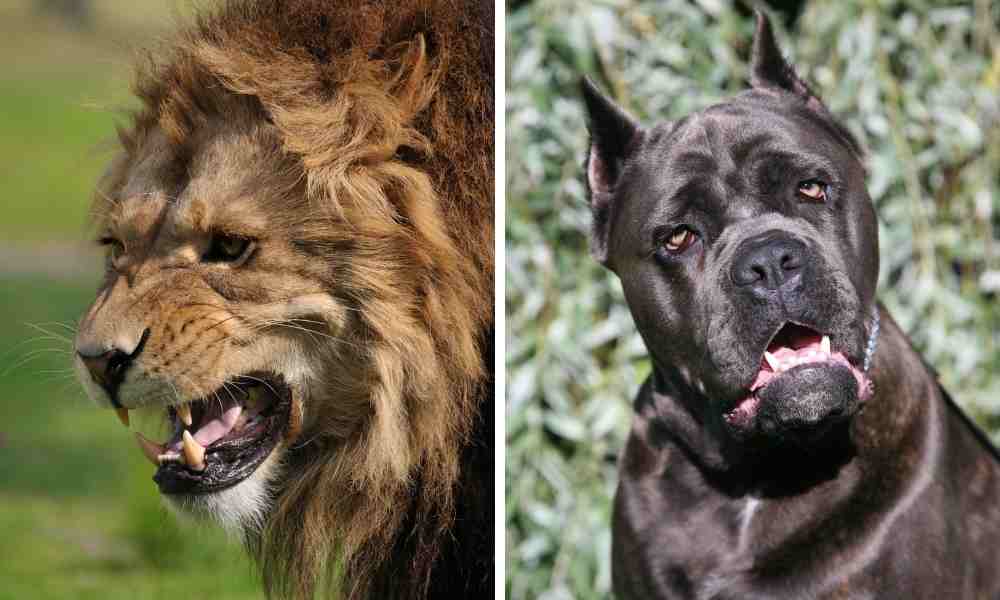 Dogs that can kill a lion