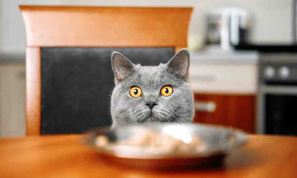 cat looking at food