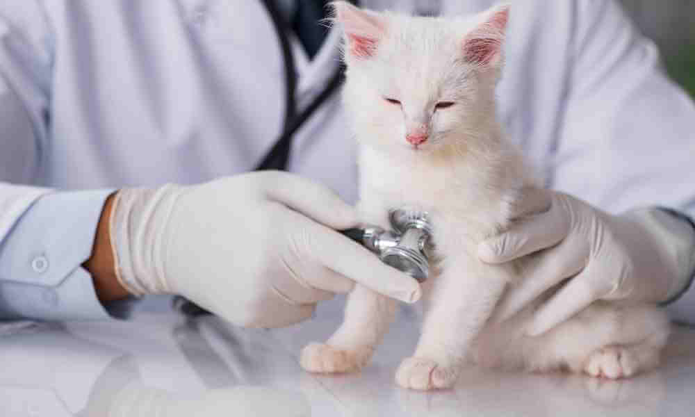 Cat at the vet_290621