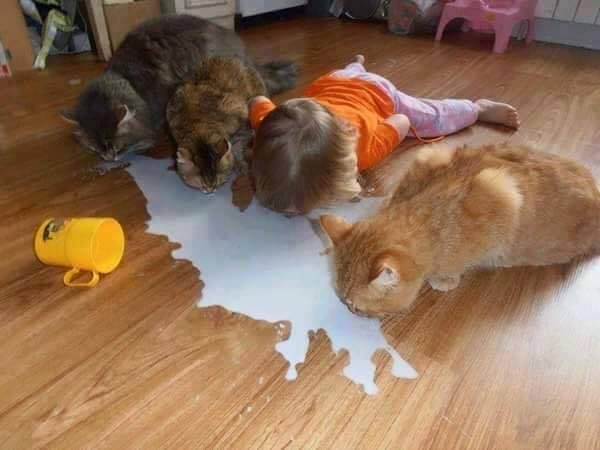 Cats drinking up milk