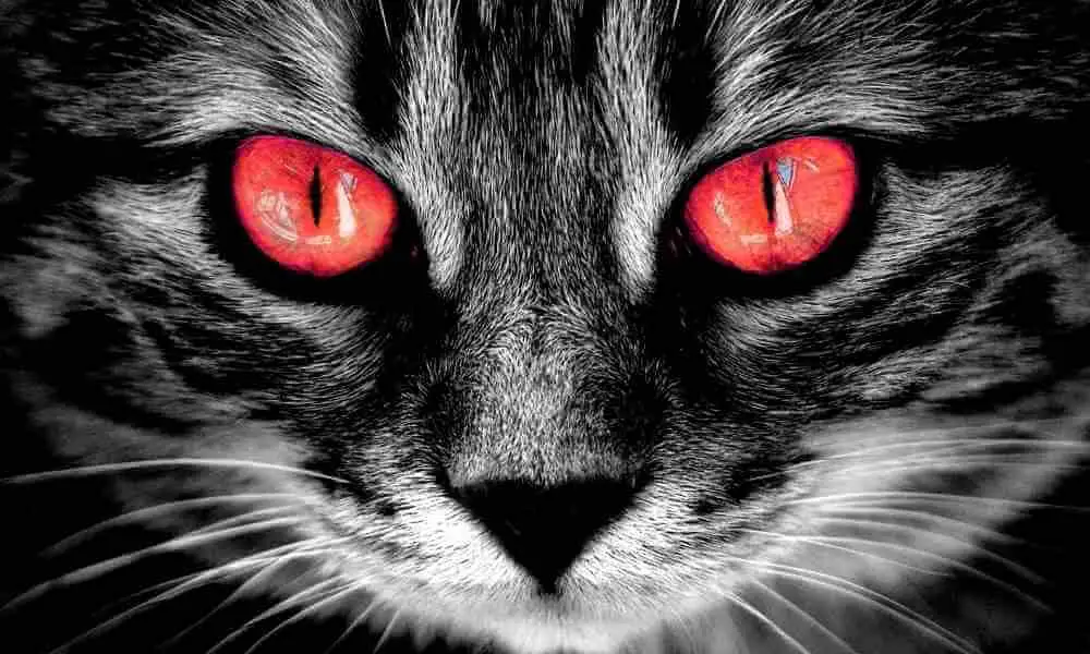 cat creepy stare red eyes