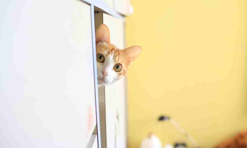 cat hiding in cupboard 240621