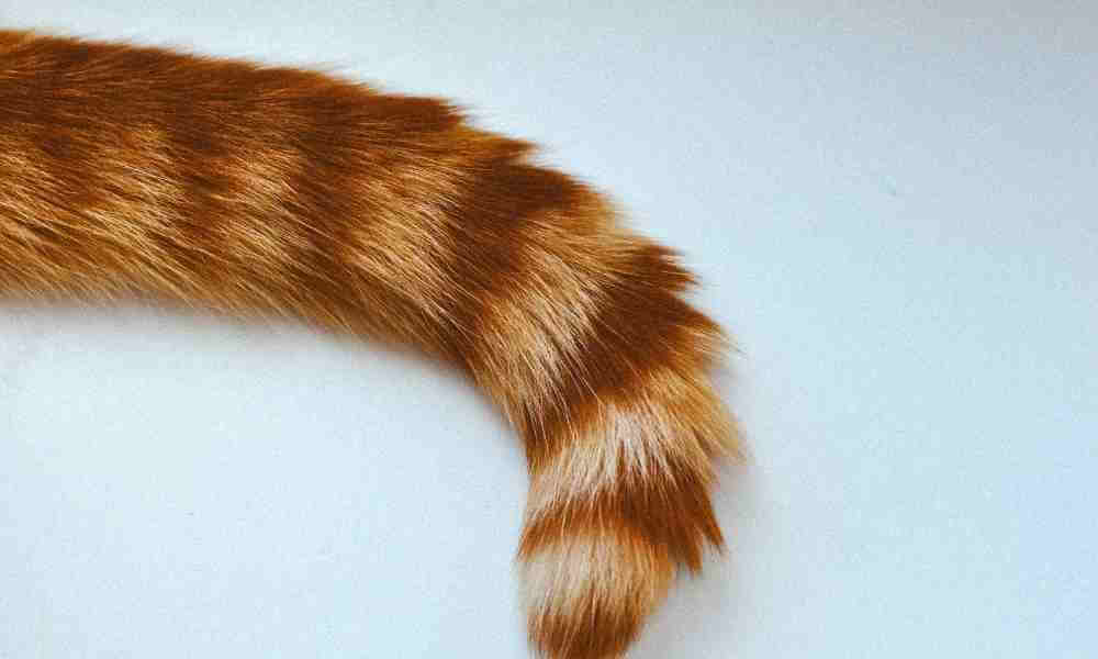 cat tail_240621