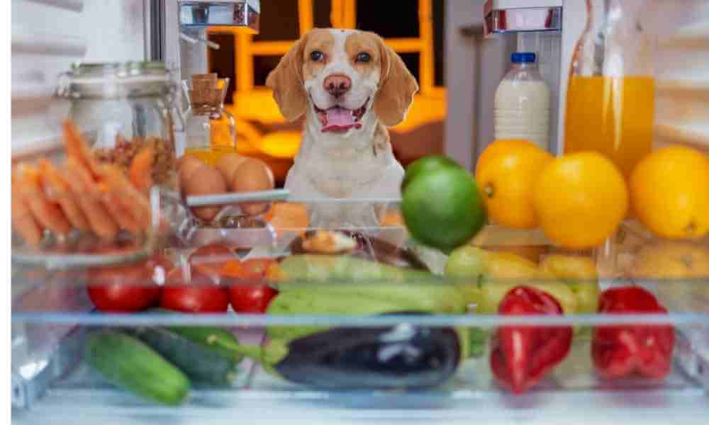 dog looking at fridge