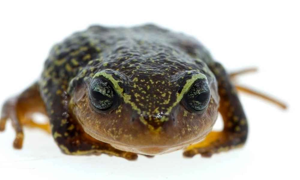 Frog with eyebrows