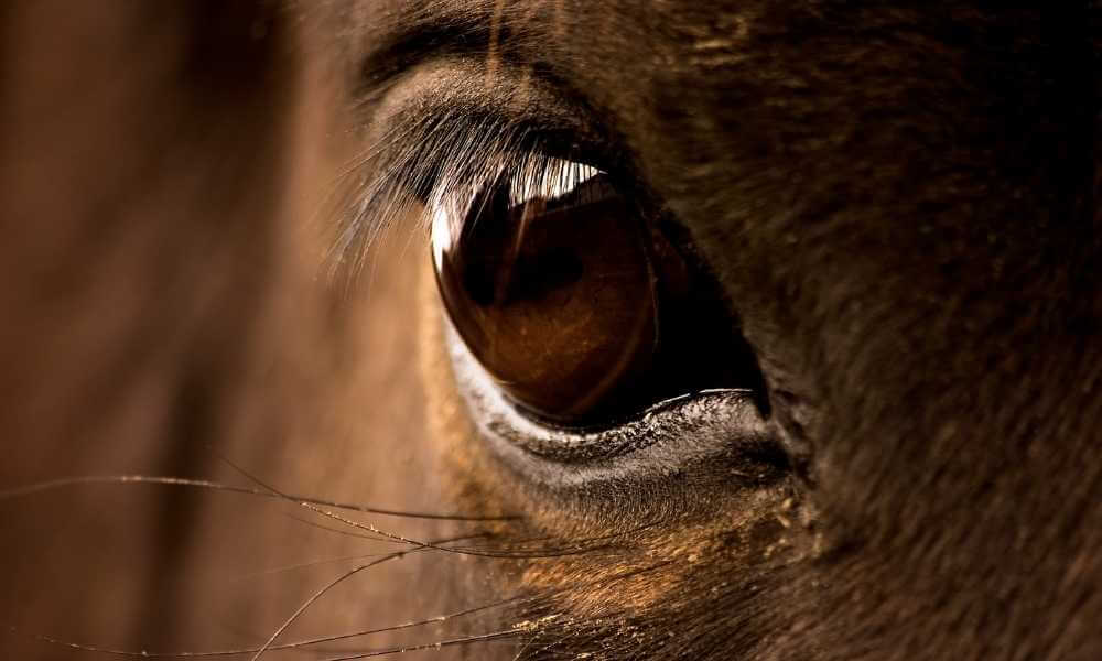 Horse eye brows_310721