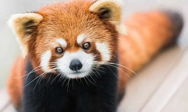 Top 17 Animals That Have Eyebrows - Animal Kooky