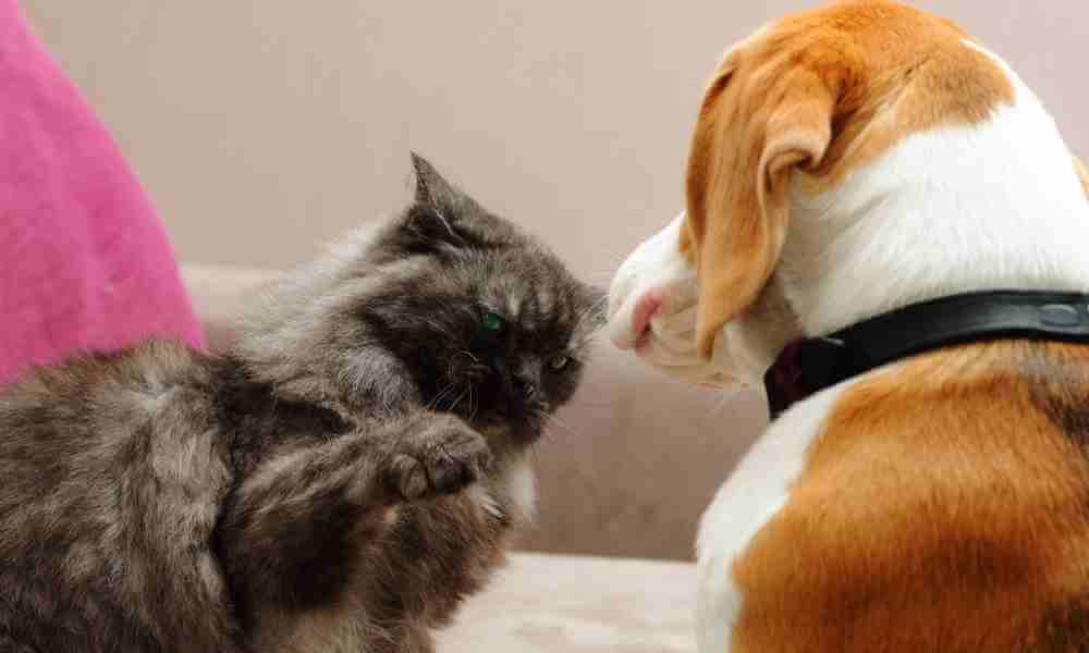 dog looking scared of cat