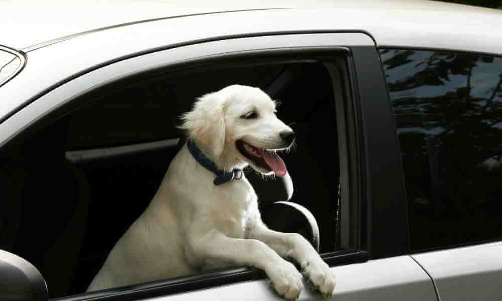 dog sticking window out of car_250721