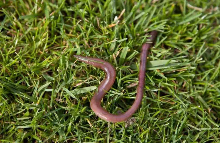 Top 10 Animals That Slither Animal Kooky