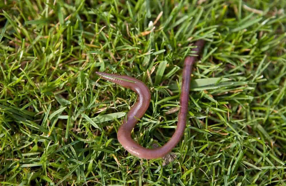 Top 10 Animals that Slither - Animal Kooky
