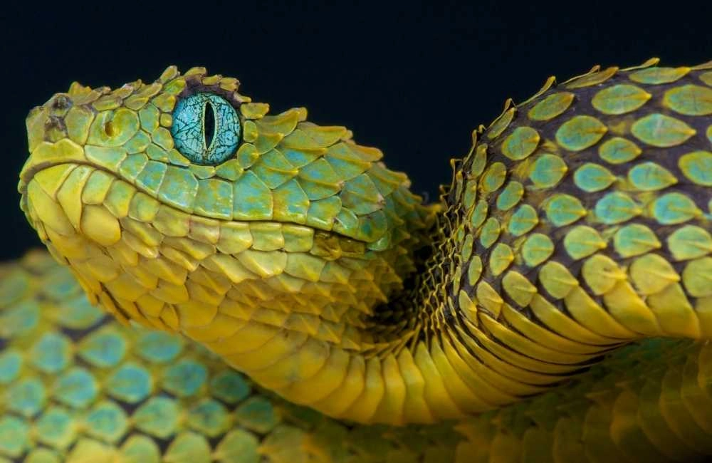 Top 10 Animals that Slither - Animal Kooky