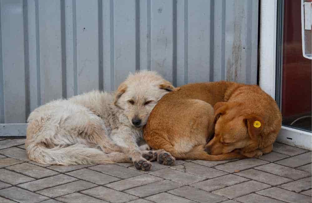 Dog lying on each other