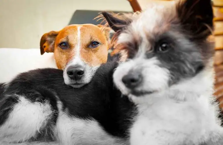 How To Tell If Your Dogs Are Bonded To Each Other Animal Kooky