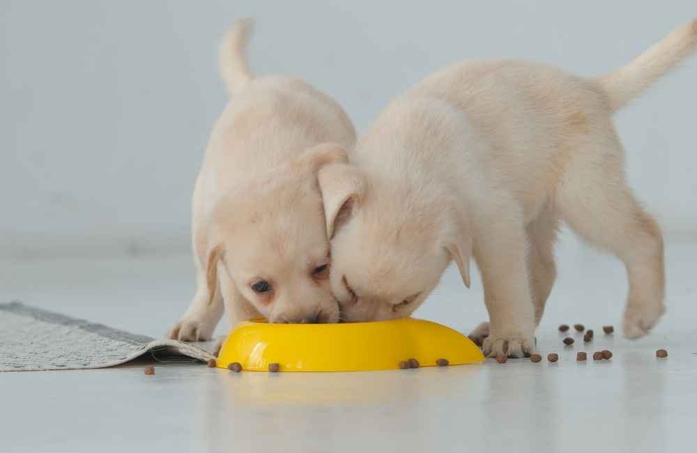 Dogs sharing food