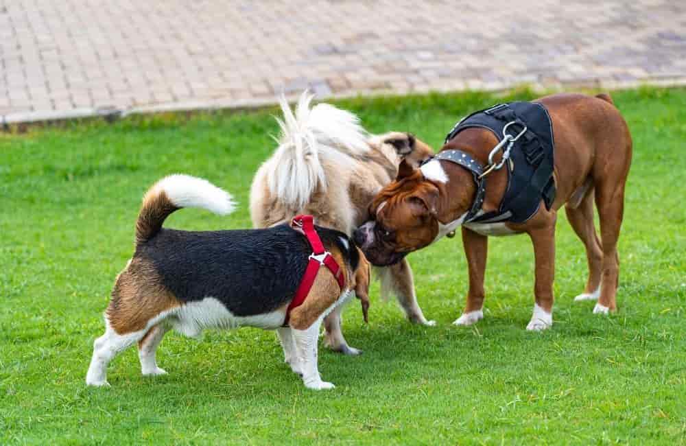 Dogs sniffing each other