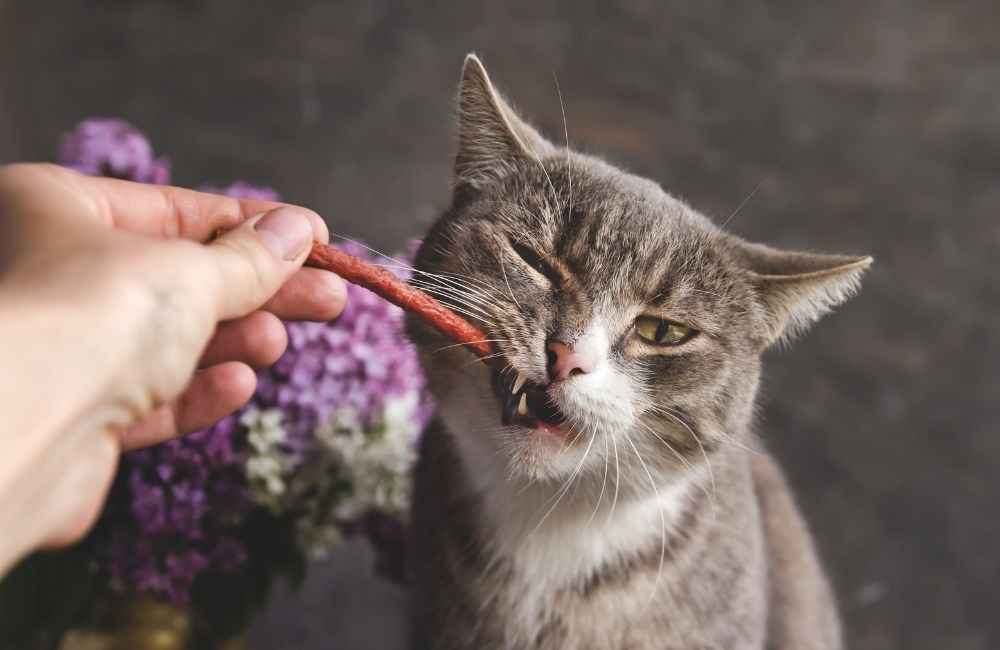 cat biting treat