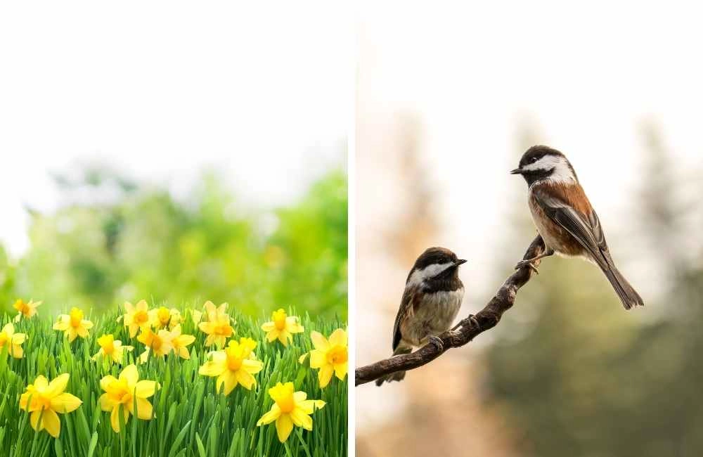 cute spring animals featured image