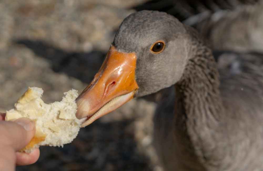 Duck eating bread
