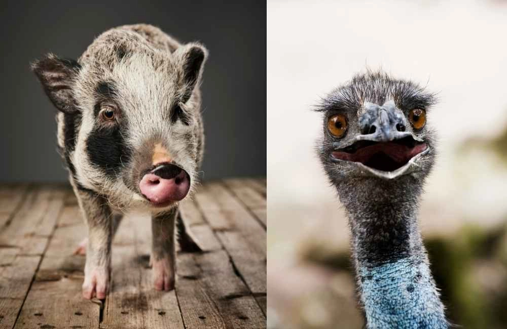 minature pig and Emu