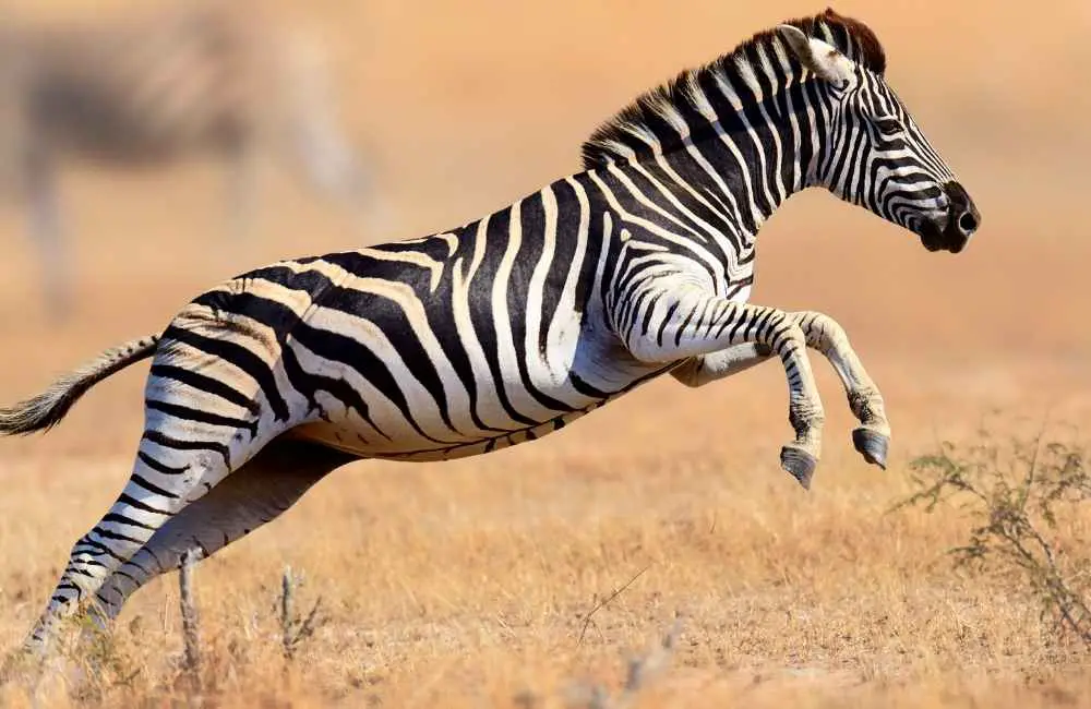 zebra leaping