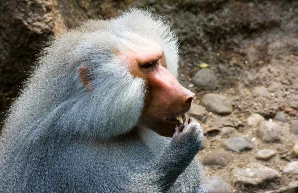 Top 10 Most Forgetful Animals The World Has Seen - Animal Kooky