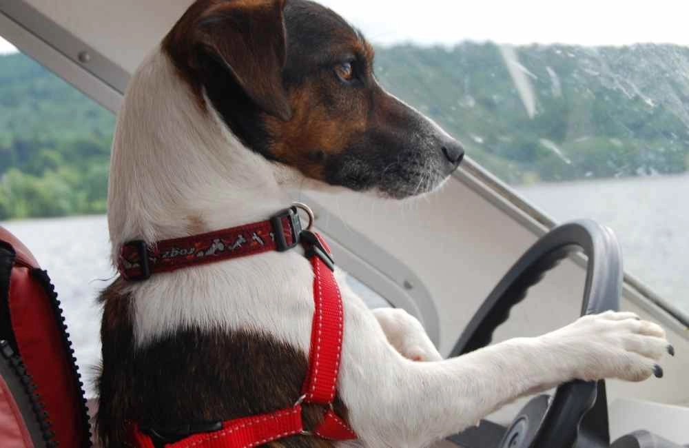 Dog at the wheel