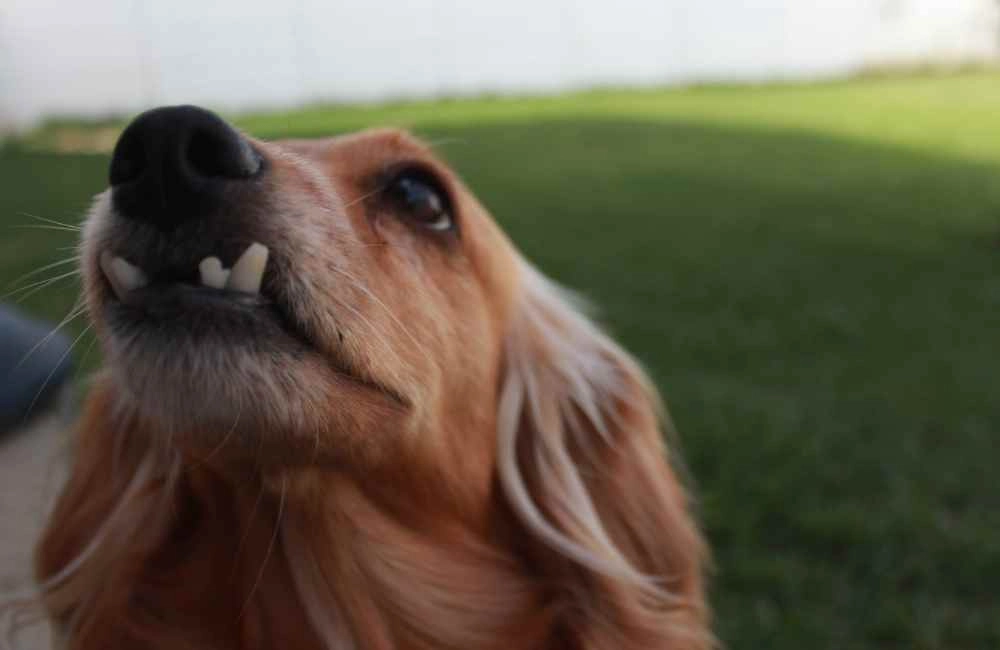 Dog with No Teeth