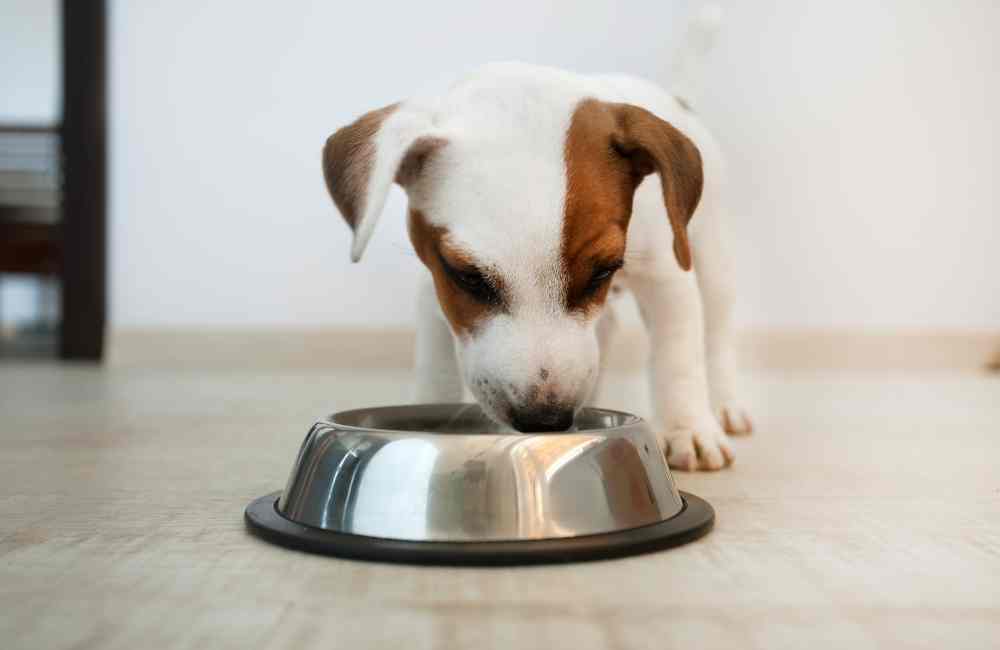 Puppy eating from dog bowl