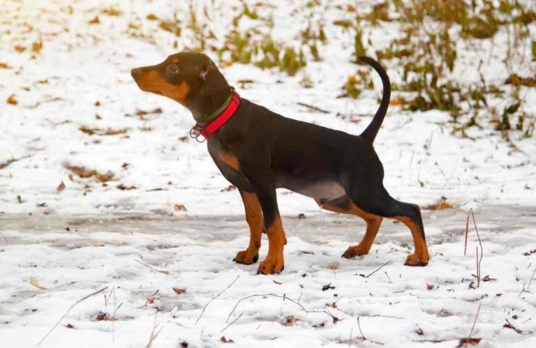 puppy-pees-while-walking-what-to-do-animal-kooky