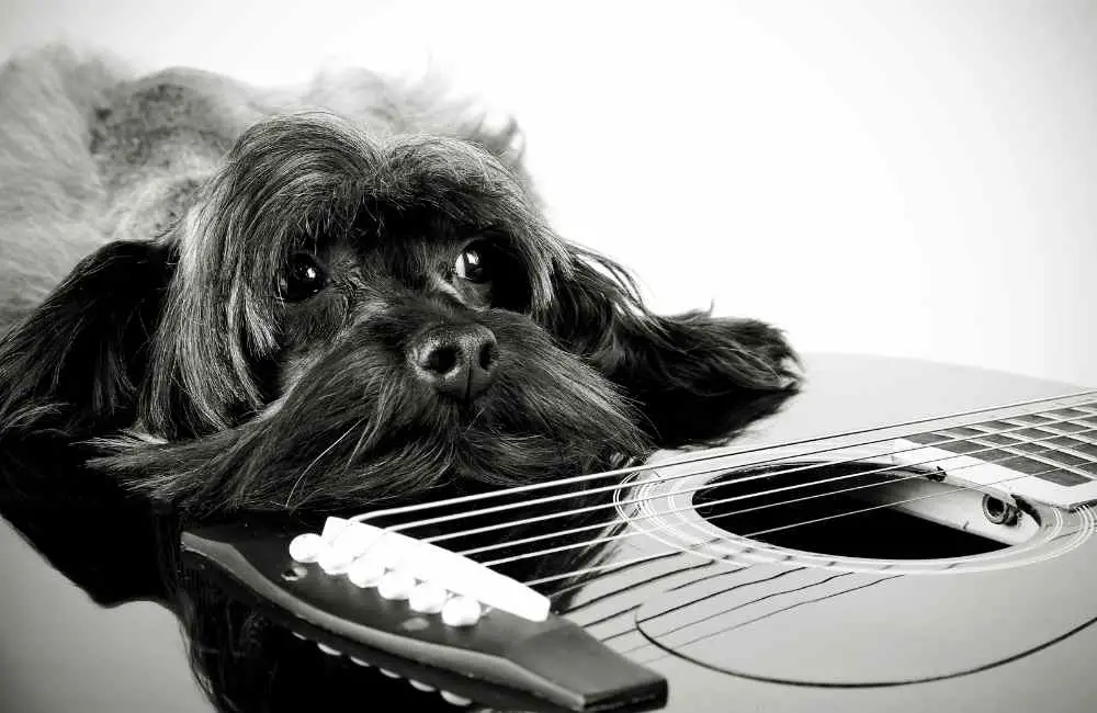 Dog Resting Head on guitar