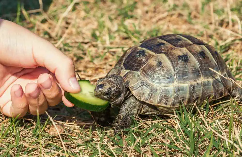 Feeding turtle
