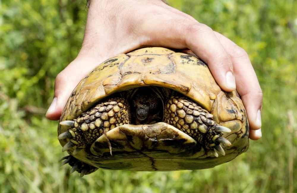 Hand on turtle