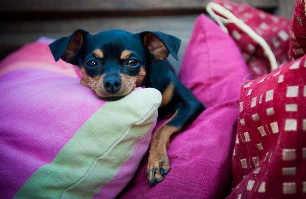 Dog among pillows