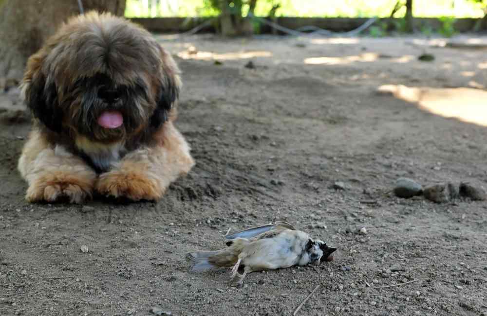 Dog looking at dead bird