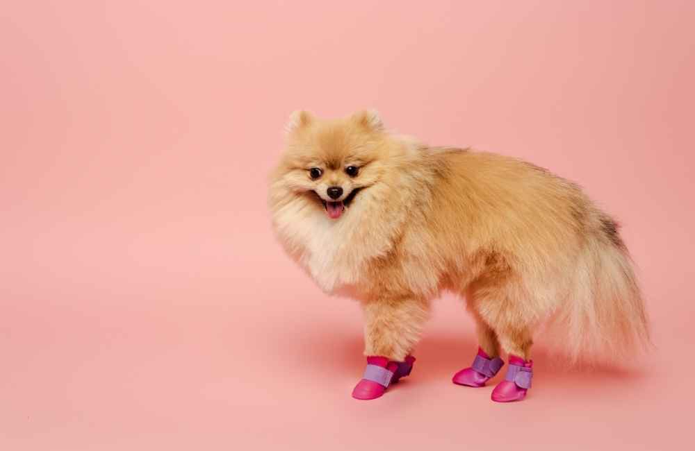 Dog with shoes