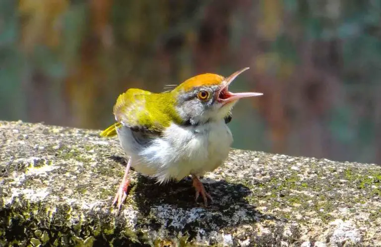 How to Get Birds to Stop Chirping at Night - Animal Kooky