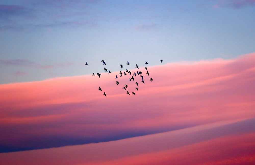Birds Migrating