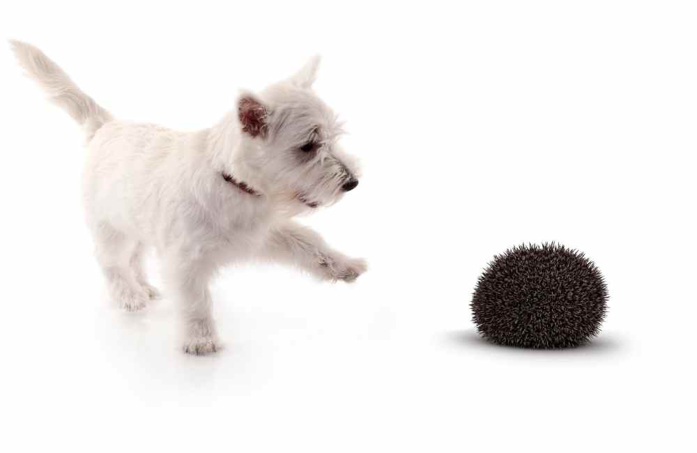 Dog and hedgehog