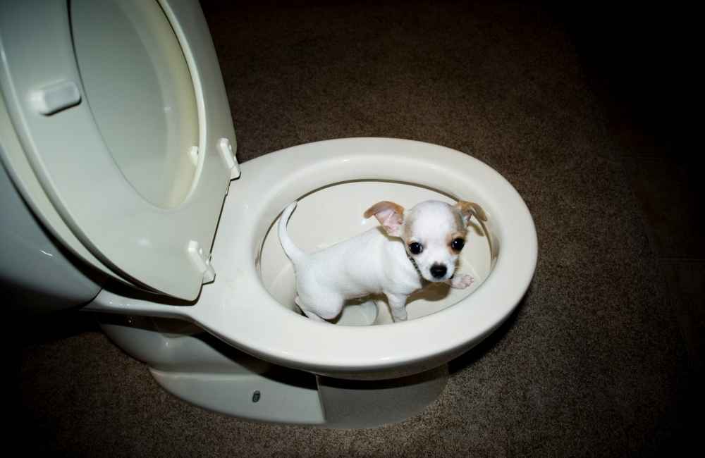 Dog taking potty break