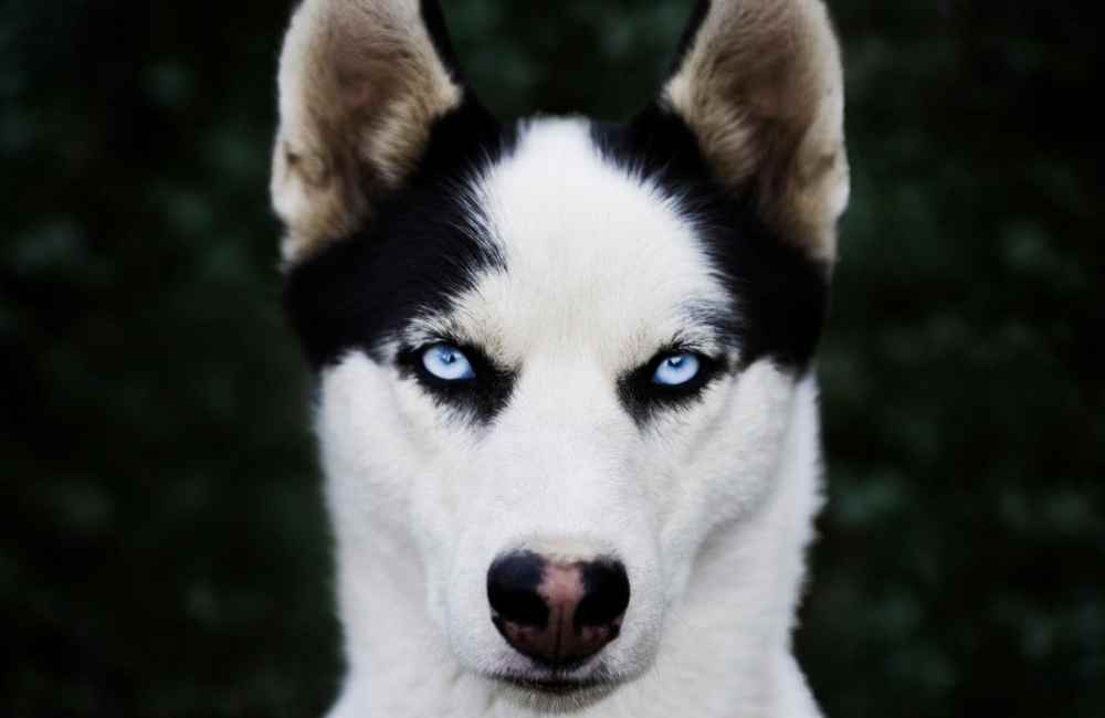 Huskies eyes