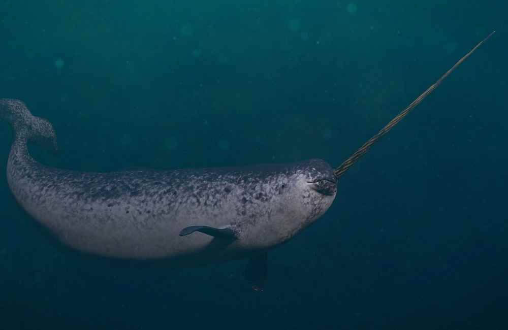 Narwhal_230122