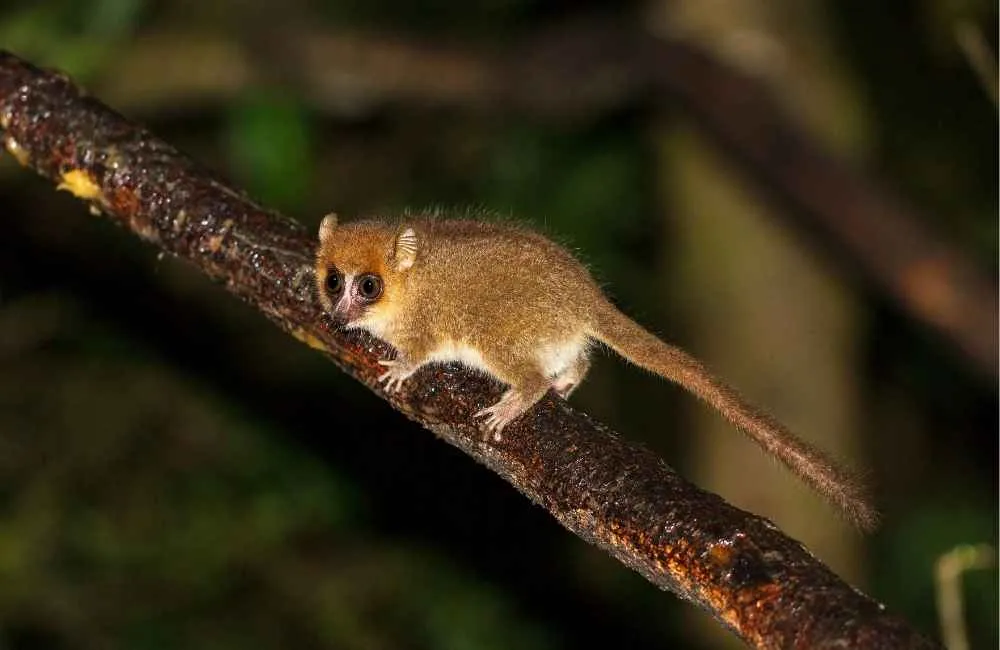 Northern Giant Mouse Lemur