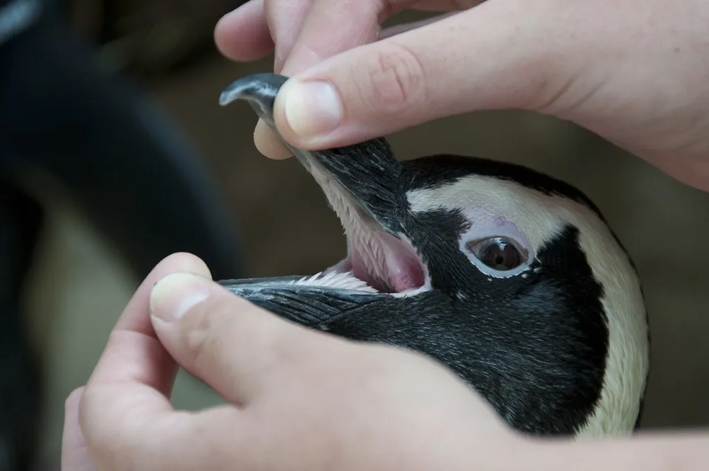 Penguin teeth