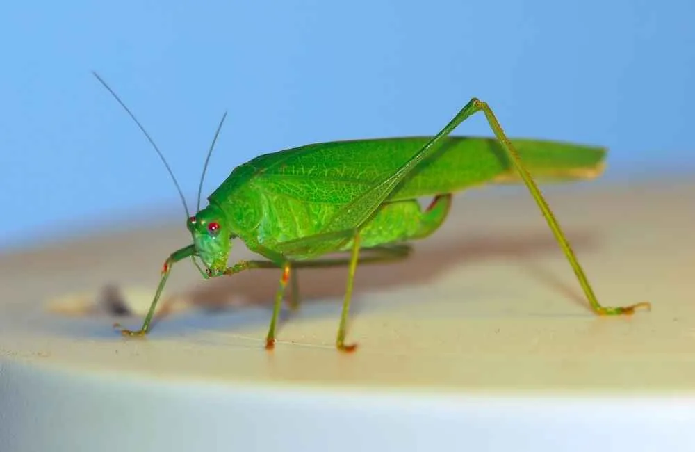Tuberous Bush Cricket
