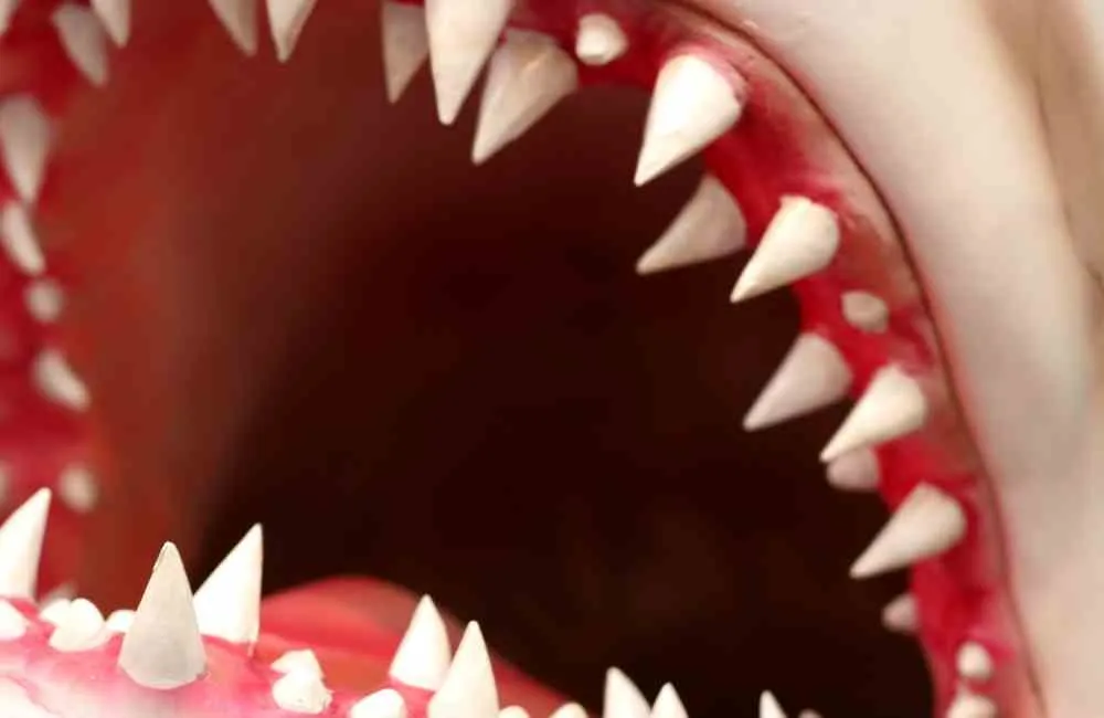 Top 12 Animals With the Weirdest Teeth - Animal Kooky