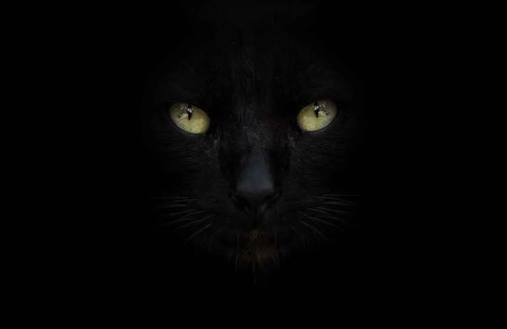 Animal eyes in the dark
