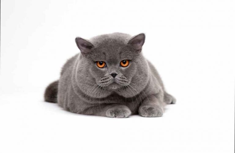 Top 11 Worlds Chonkiest Cat Breeds - Animal Kooky