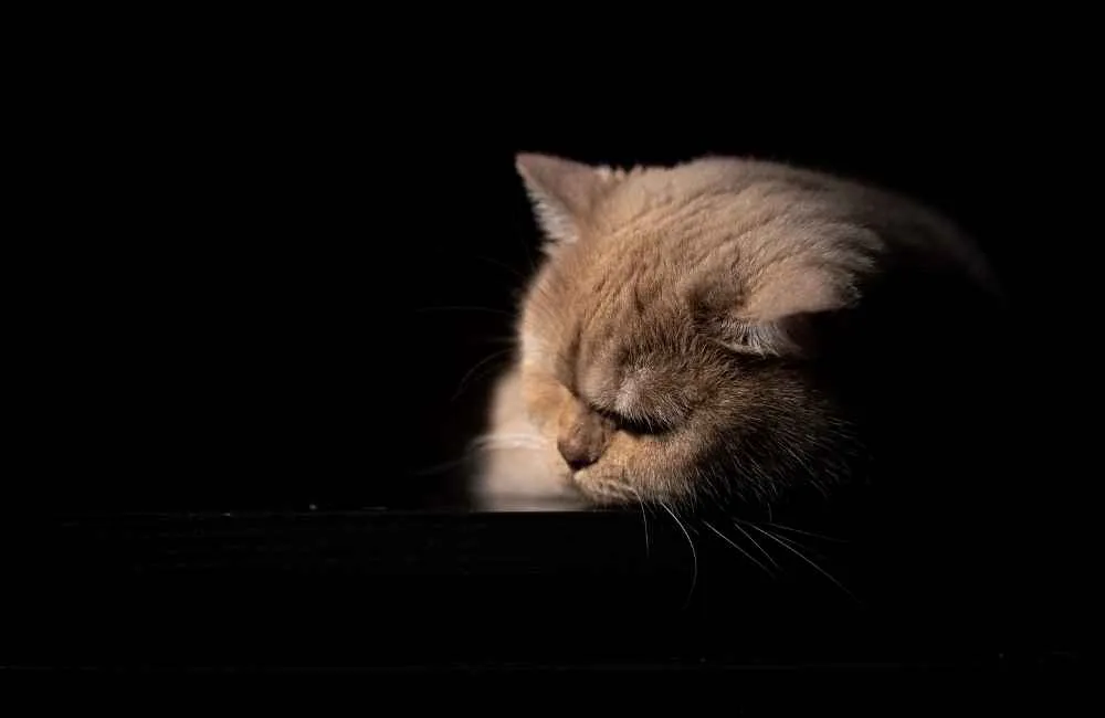 Cat sleeping in the dark
