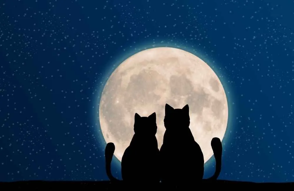 Cats by moon light